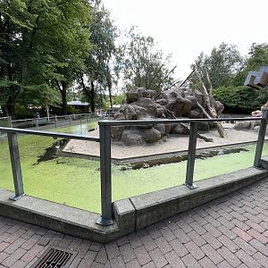 Hamadryas Baboon Exhibit