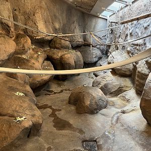 Hamadryas Baboon Indoor Exhibit