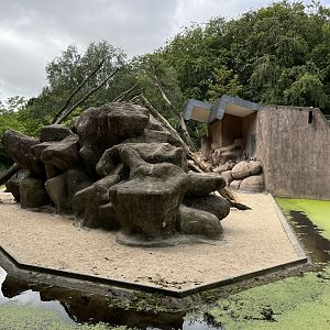 Hamadryas Baboon Exhibit