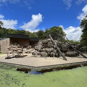 Hamadryas Baboon Exhibit