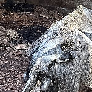 Baby Giant Anteater