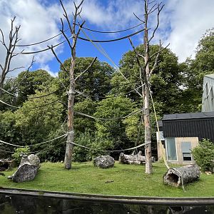 Colombian Black Spider Monkey Exhibit