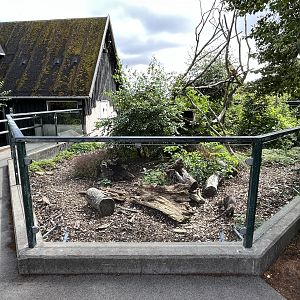 White-nosed Coati Exhibit