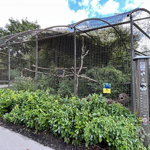 Great Curassow Exhibit