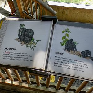 Aug. 2022 - Africa - Kitera Forest - Chimpanzee Signs
