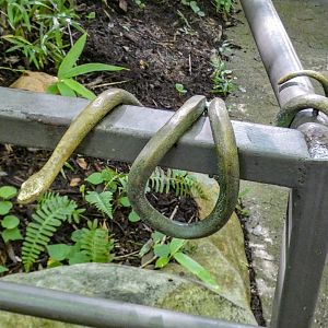 Aug. 2022 - Africa - Kitera Forest - Snake on Railing