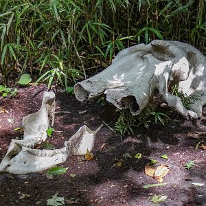 Aug. 2022 - Africa - Kitera Forest - Elephant Skull