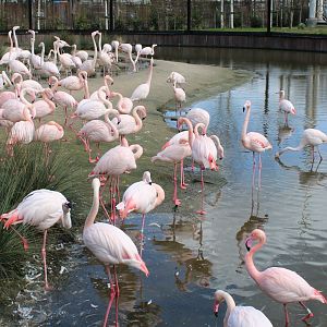 Flamingos