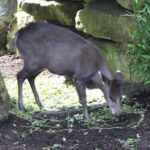 Tufted deer