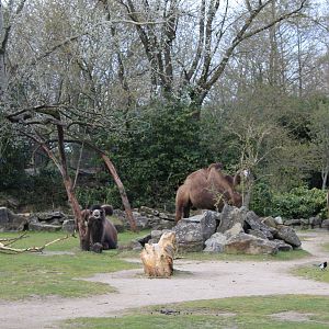 Camel-enclosure