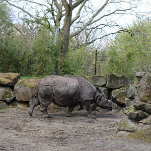 Indian rhinoceros