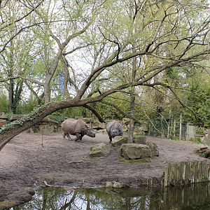 Part of the Indian rhinoceros enclosure