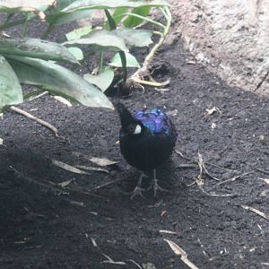 Palawan peacock pheasant