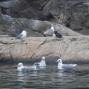 Pacific kittiwakes and Puffin