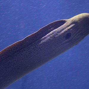 Moray eel