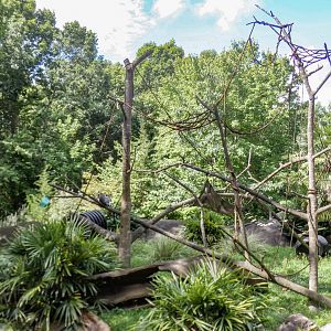 Aug. 2022 - Africa - Lemur Island