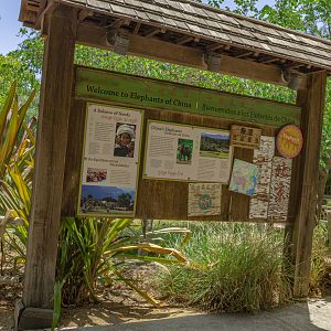 Elephants of Asia: Elephants of China view