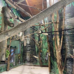 PCC - Angolan Colobus Indoor Exhibit