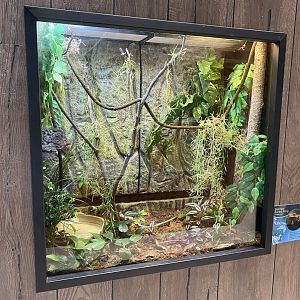 PCC - Borneo Eared Frog Terrarium
