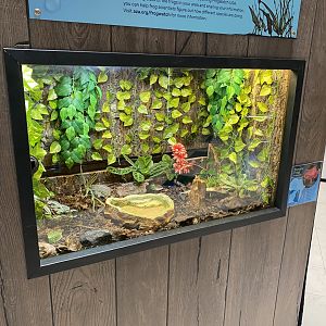 PCC - Sambava Tomato Frog Terrarium