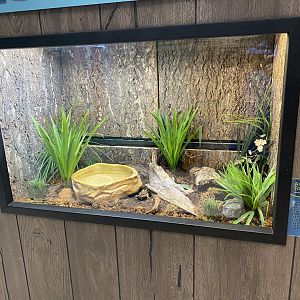 PCC - American Toad Exhibit