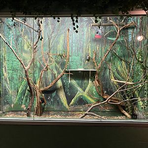 PCC - Goldei’s Marmoset Exhibit