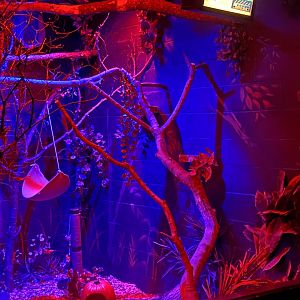 Nocturnal Building - Large-Spotted Genet Exhibit