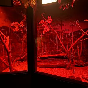 Nocturnal Building - Brush-Tailed Bettong Exhibit