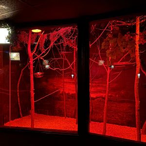 Nocturnal Building - Egyptian Fruit Bat Exhibit