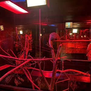 Nocturnal Building - Brazilian Porcupine Exhibit