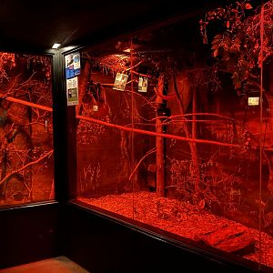 Nocturnal Building - Line’s Two-Toes Sloth/Kinkajou/Six-Banded Armadillo Exhibit