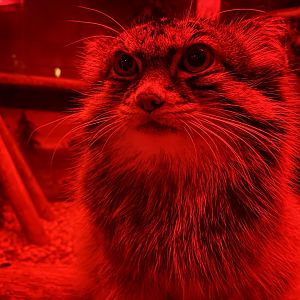 Pallas Cat