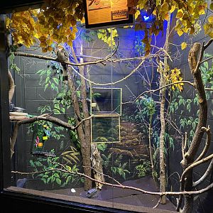 Nocturnal Building - Southern Yellow-Billed Hornbill Exhibit