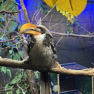 Southern Yellow-Billed Hornbill