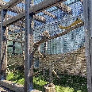 PCC - Ring-Tailed Lemur/Gopher Tortoise Exhibit
