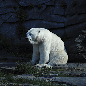 Polar Bear - Berlin Tierpark 2022