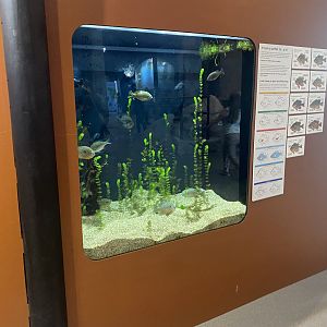 H2O - Sunfish Tank