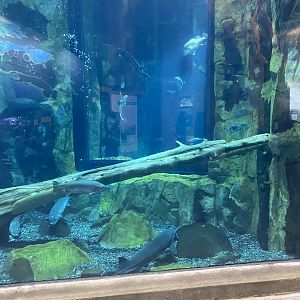 Isle Royale - Tank #2