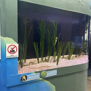 Global Connections - Potbelly Seahorse/Bay Pipefish Tank