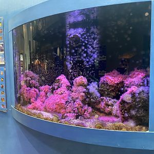 Global Connections - Coral Reef Tank #1