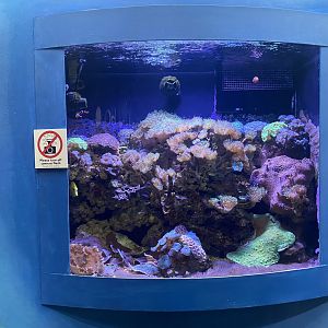 Global Connections - Coral Reef Tank #2