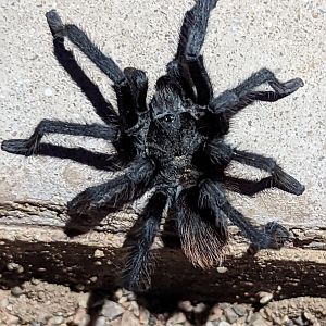 Santa Catalina Mountain Tarantula (Aphonopelma catalina)