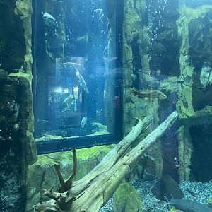 Isle Royale - Tank #2