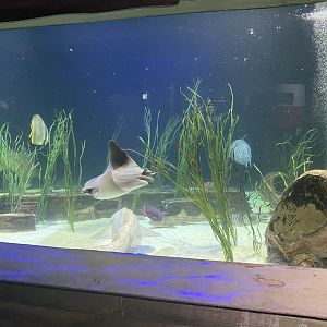 Shipwrecks Alive - Main Tank