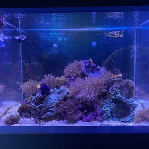 Shipwrecks Alive - Smaller Side Tank