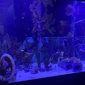 Shipwrecks Alive - Larger Side Tank