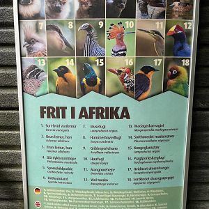 African Dome - free ranging species