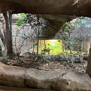 African Dome - Blue Tongued Skink Exhibit