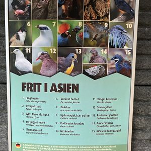 Asian Dome - free ranging species