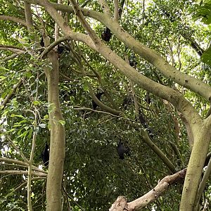 Asian Dome - Flying Fox Colony
